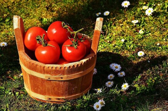 Diāna – agra un izturīga lauka tomātu šķirne, tomātu sēklas